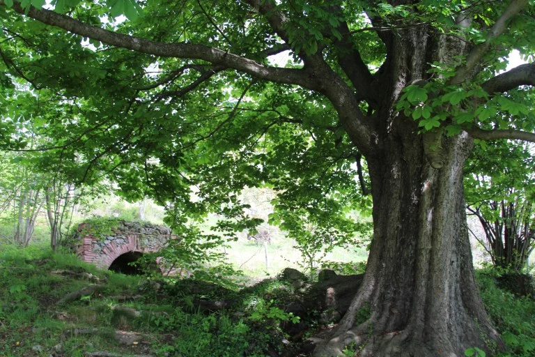 sourceandtree.jpg