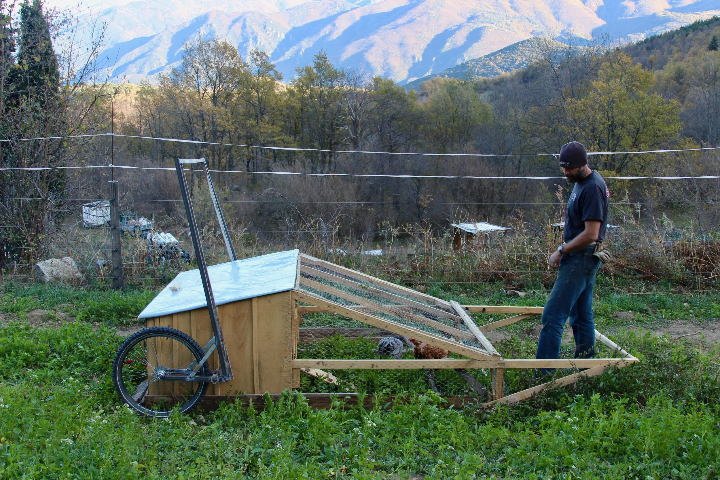 Mobile chicken coop. We have 2 of these