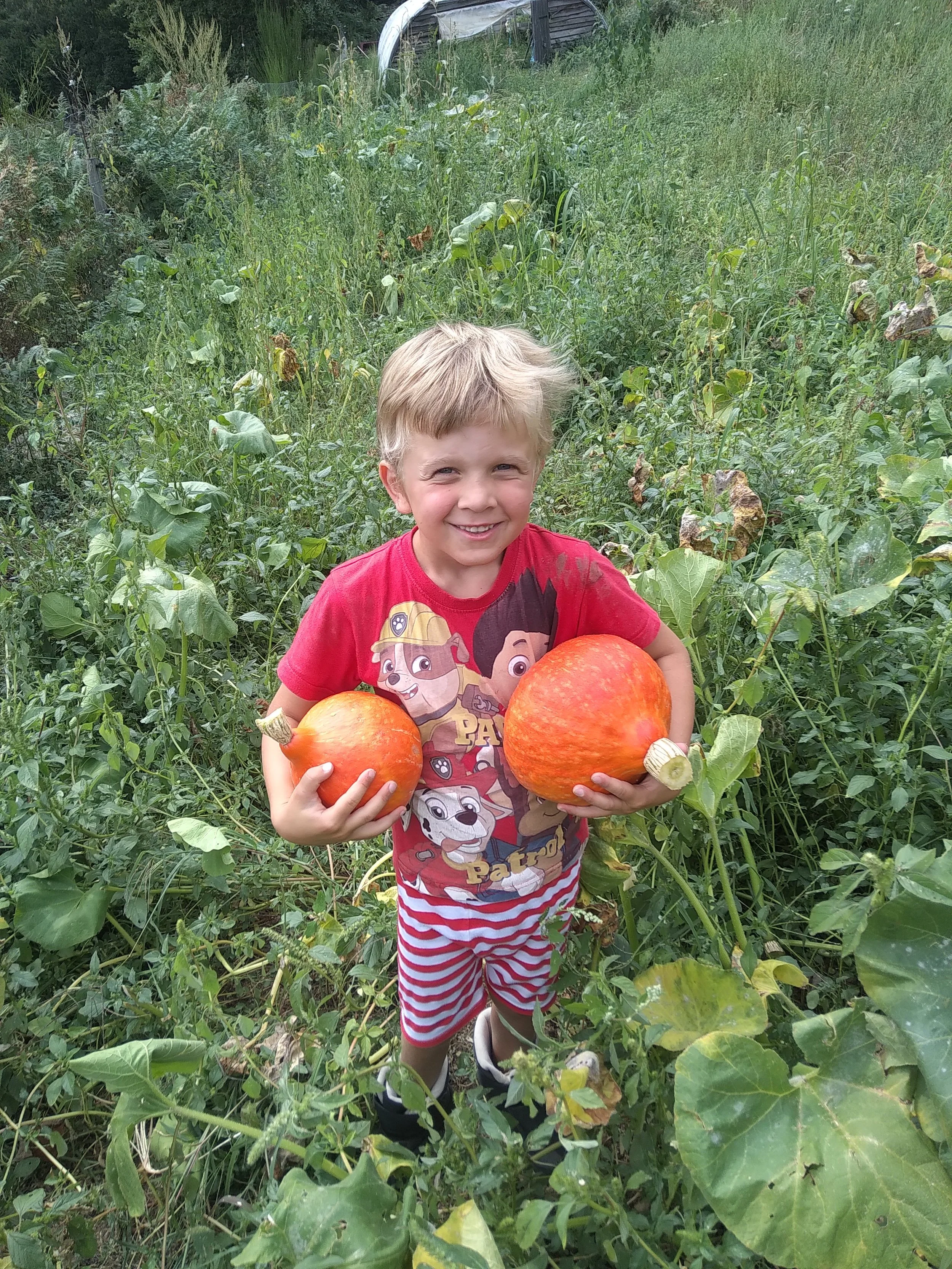 Harvesting time