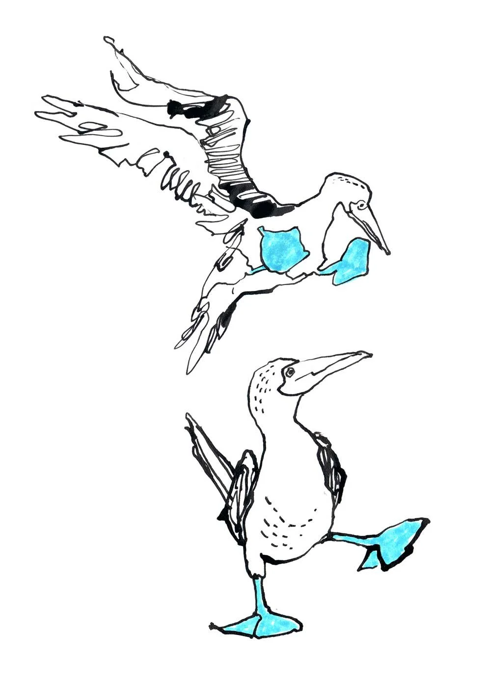 Blue-Footed Booby Art Print by Catherine Jennifer