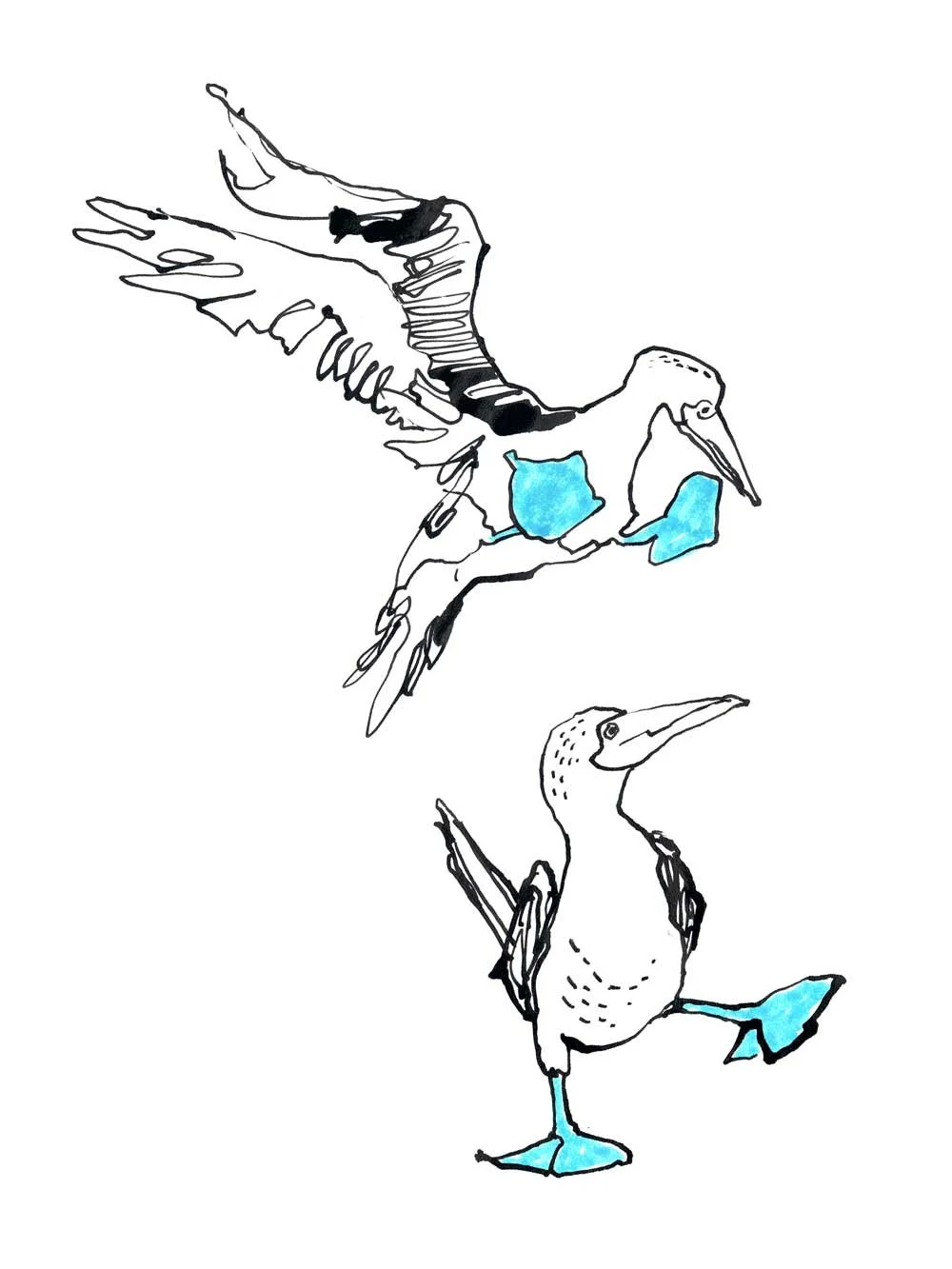 Blue-Footed Booby Art Print by Catherine Jennifer