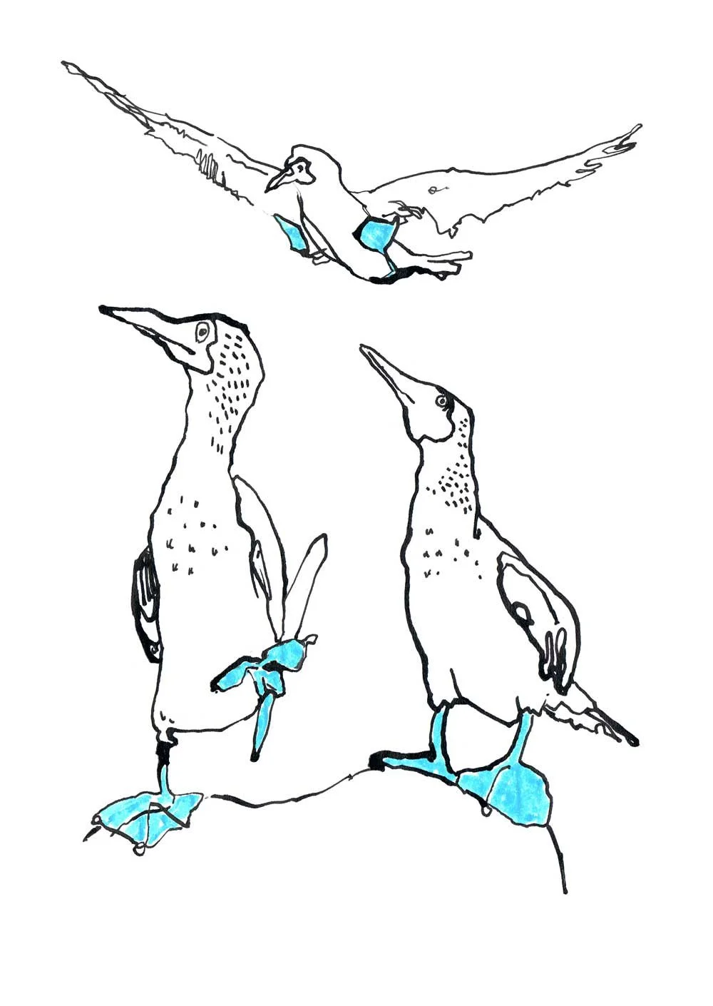 Blue-Footed Booby Art Print 002 by Catherine Jennifer