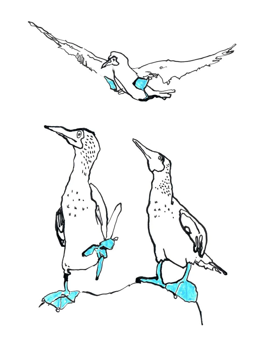 Blue-Footed Booby Art Print 002 by Catherine Jennifer