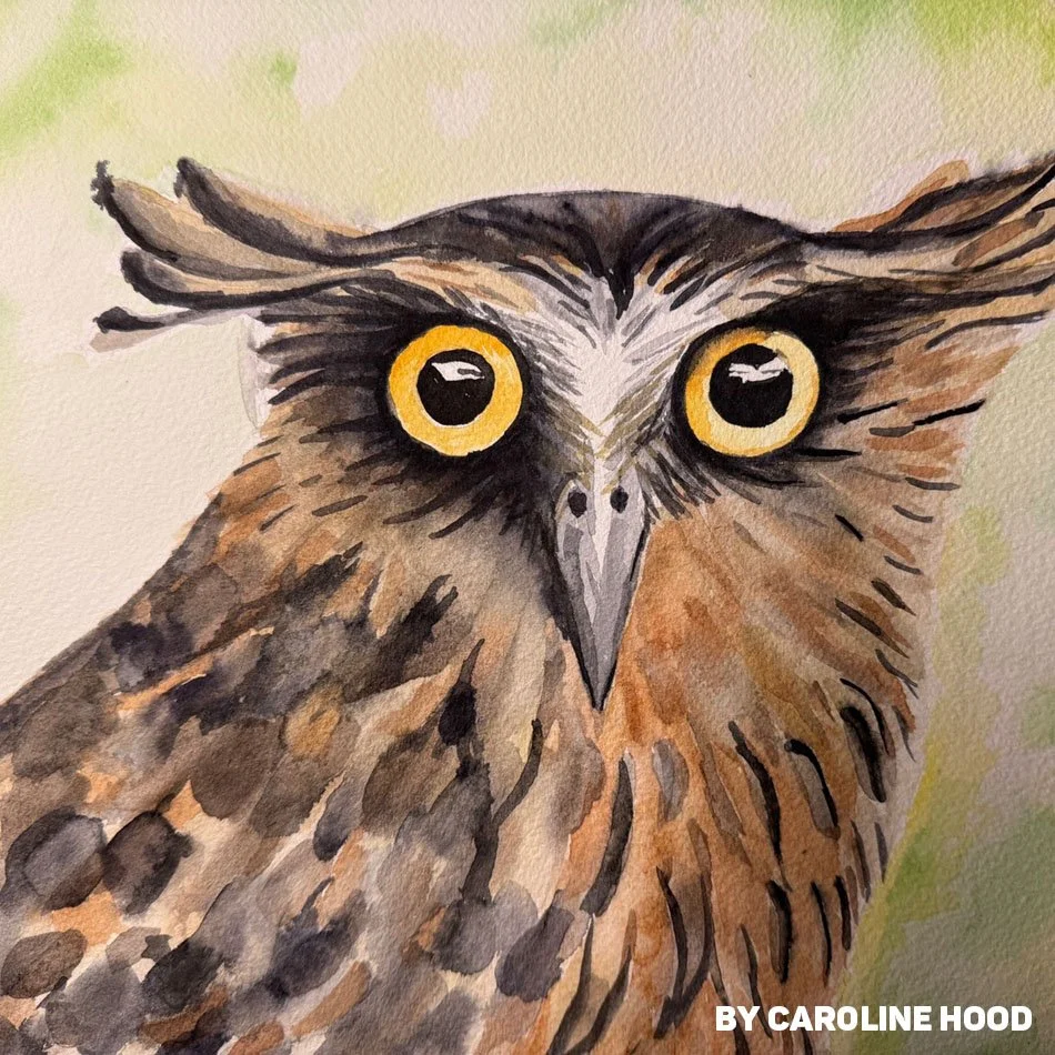 owl-by-Caroline-Hood copy.jpg
