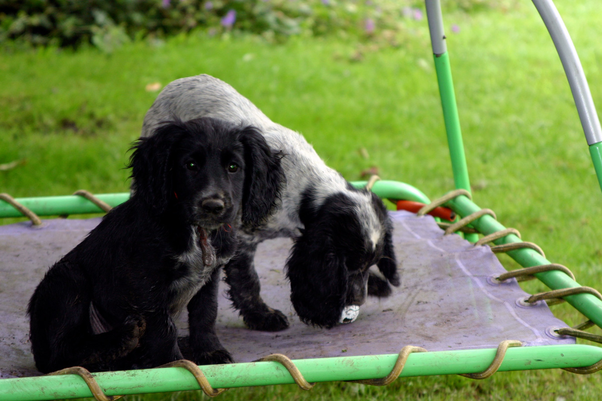 Trampoline puppies