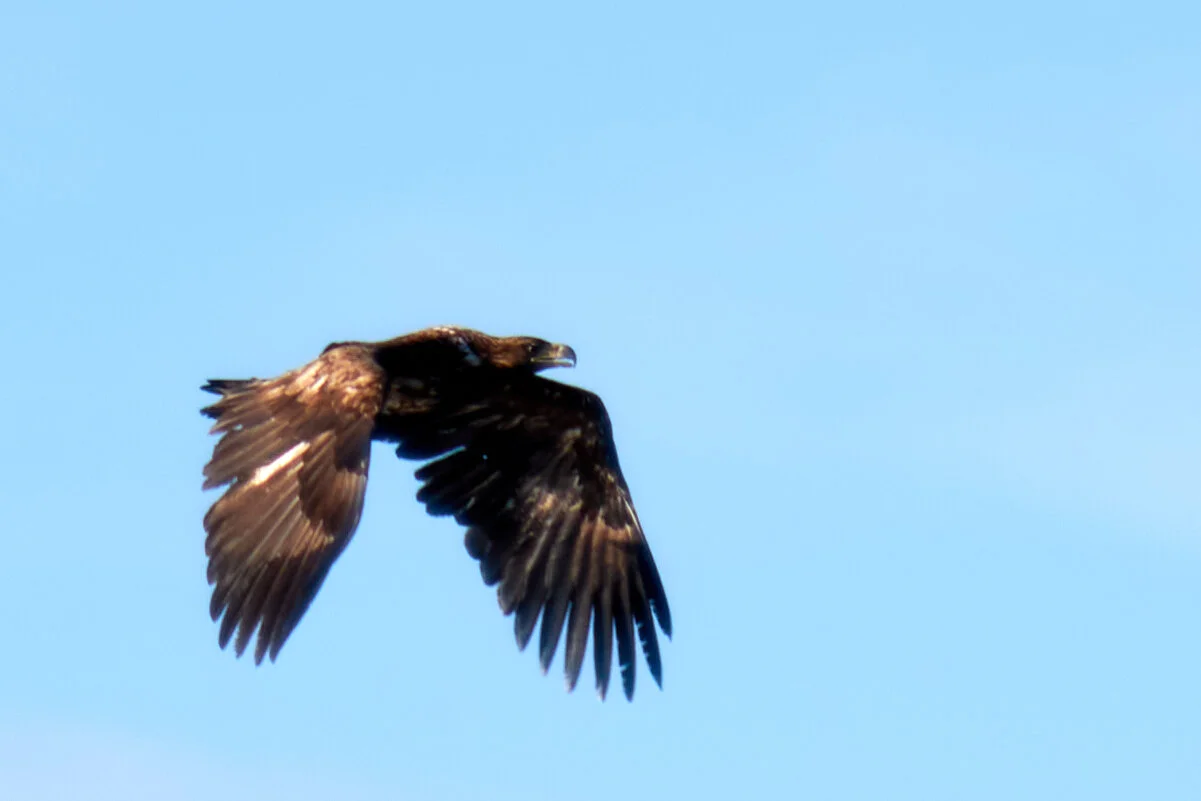 Eagle 1.jpg