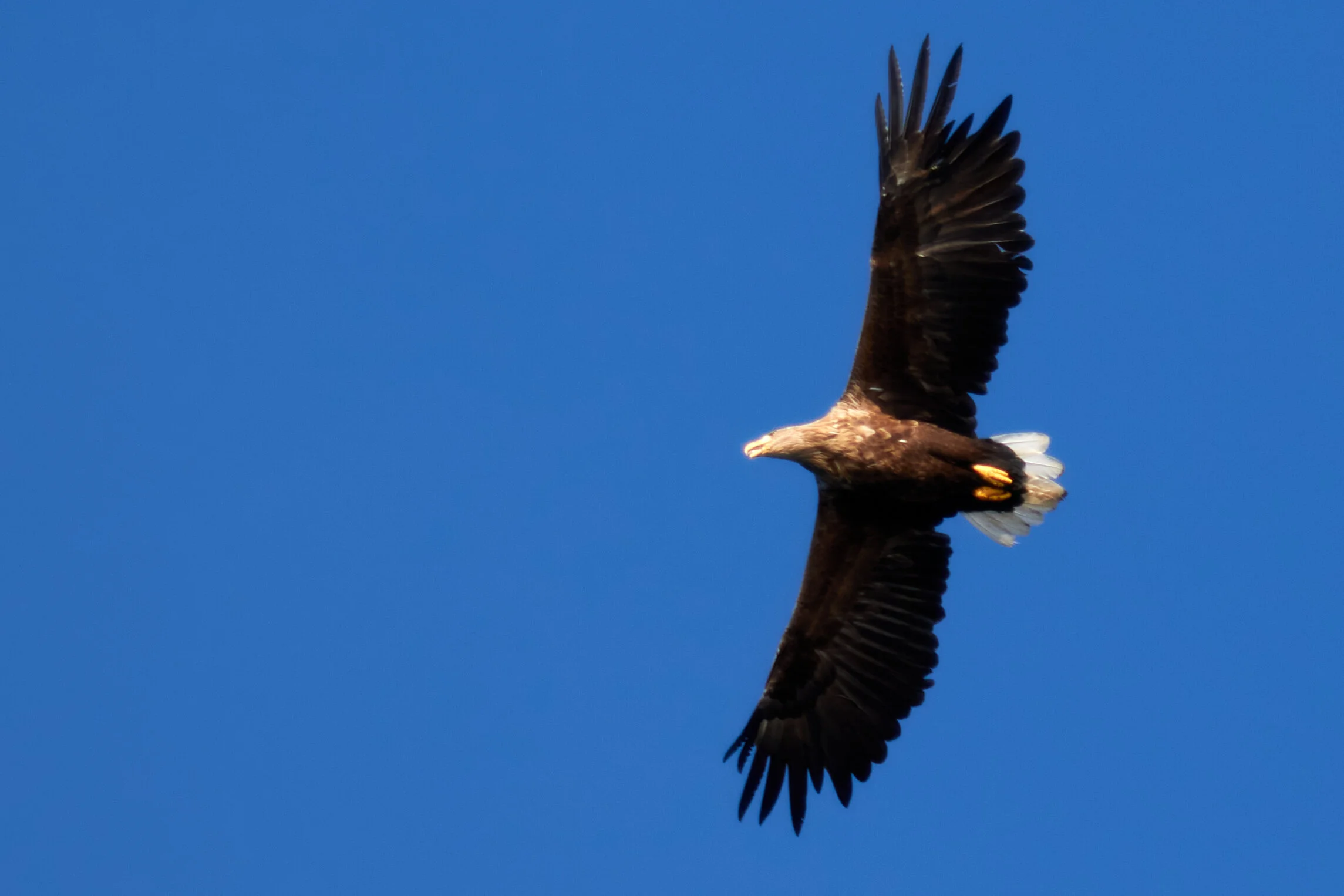 Eagle 2.jpg