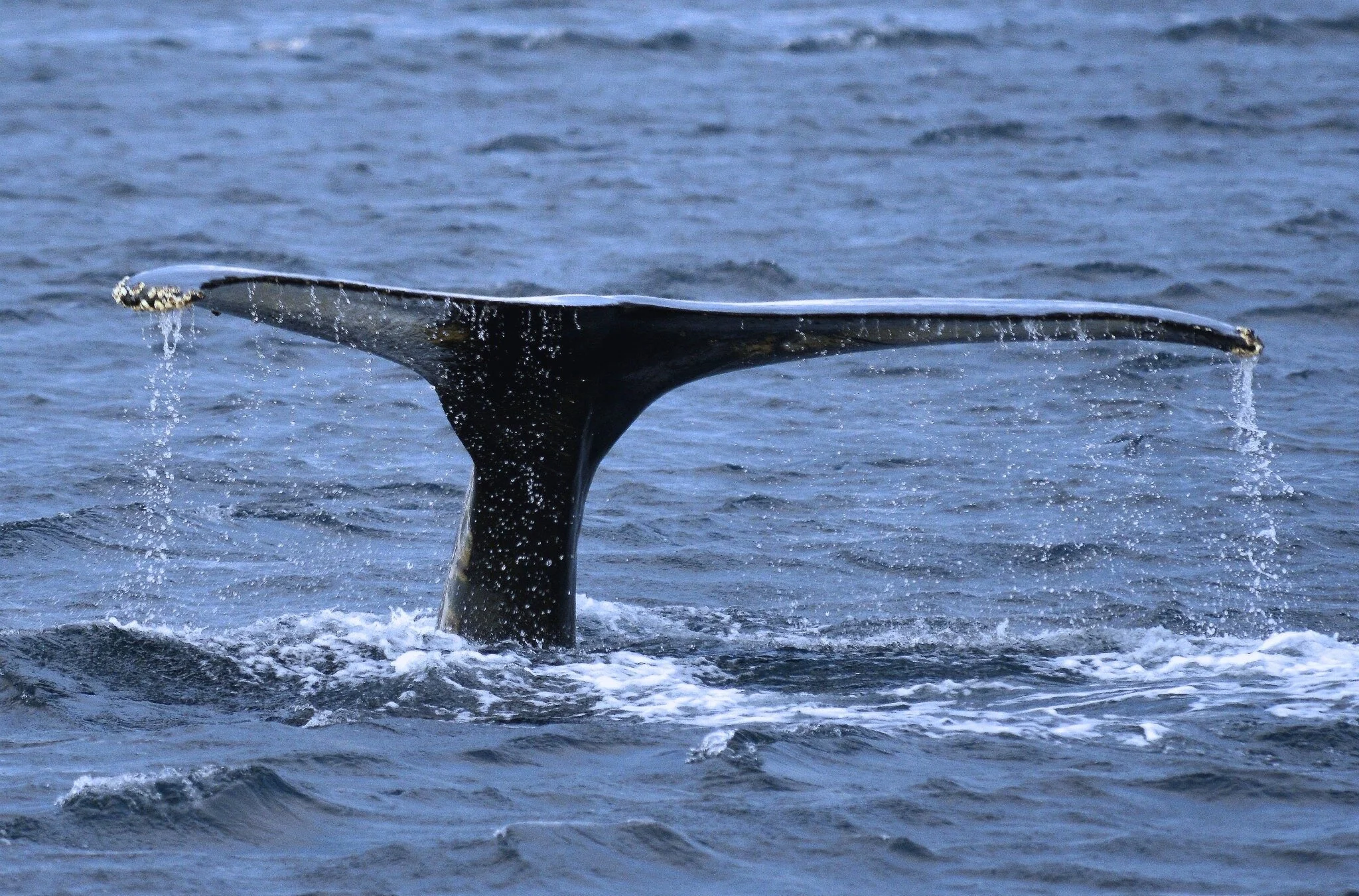 whale safari from tromso to skjervoy