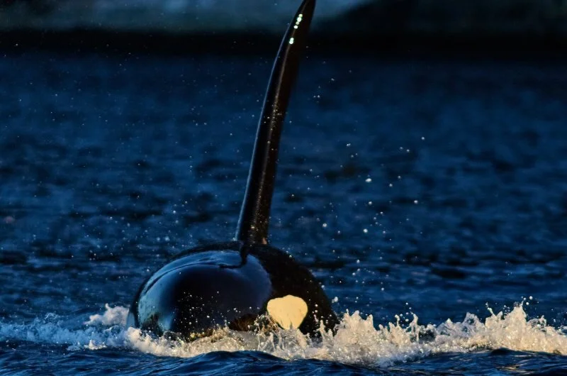 Whale safari near Tromsø with Arctic Queen
