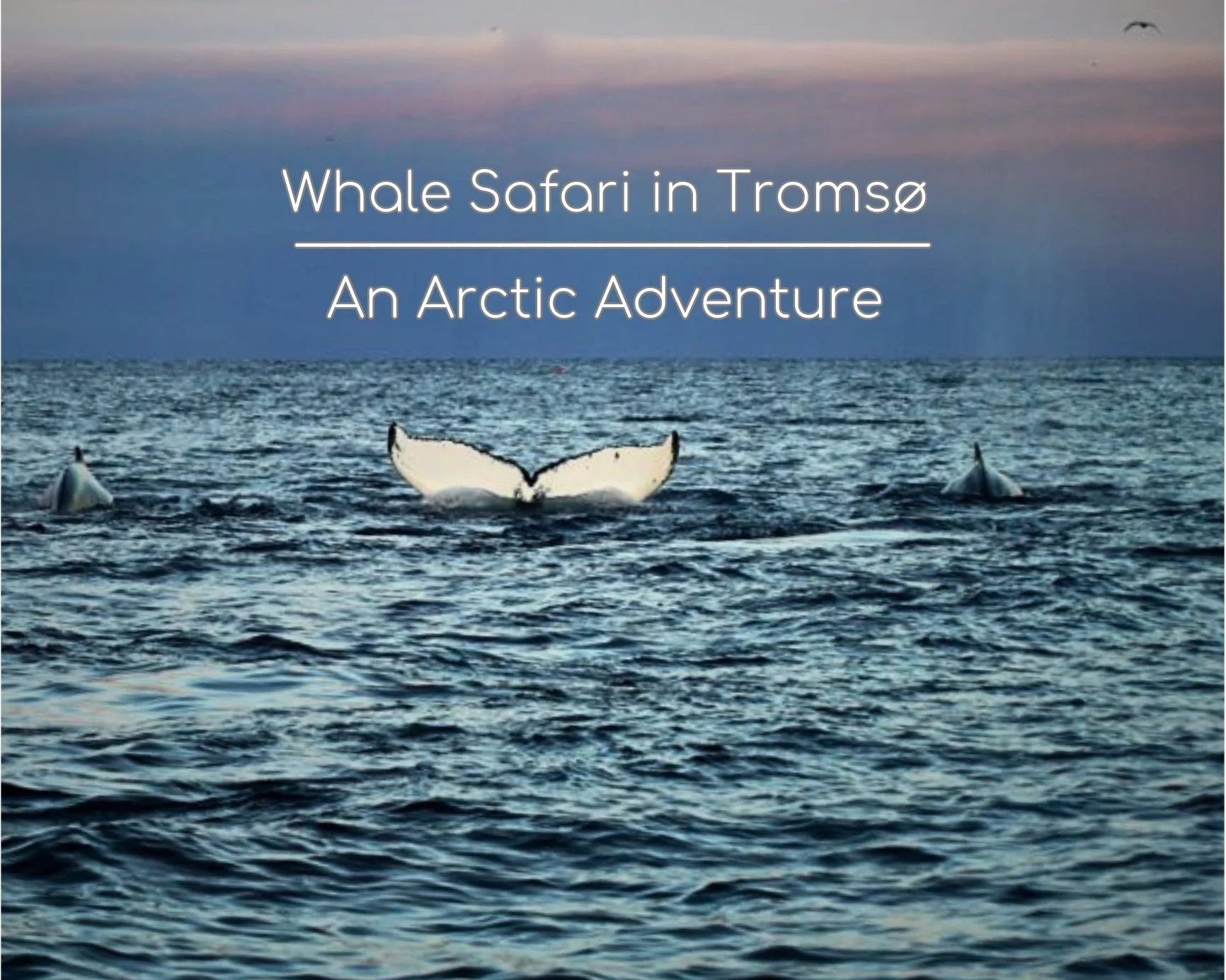 Embark on an Arctic Adventure: Whale Safari in Tromsø