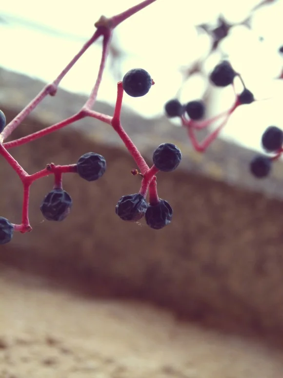 berries-3-e1385367526218.jpg