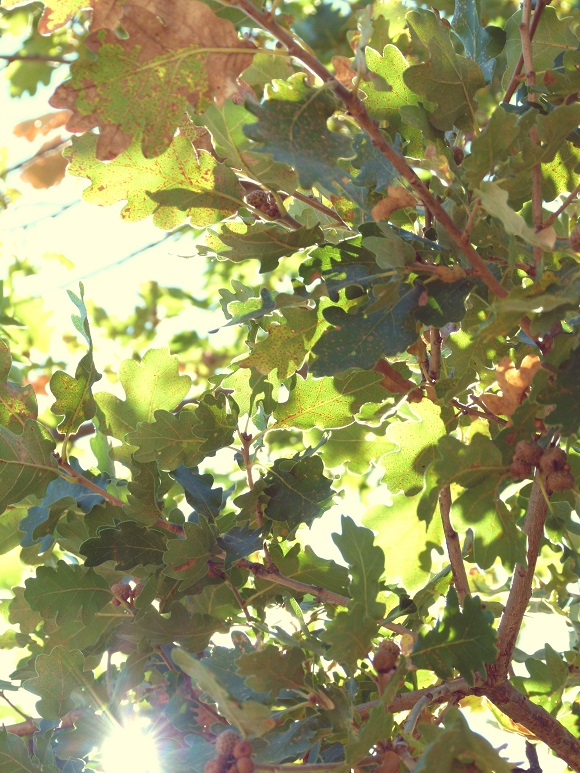 leaves-sml1.jpg
