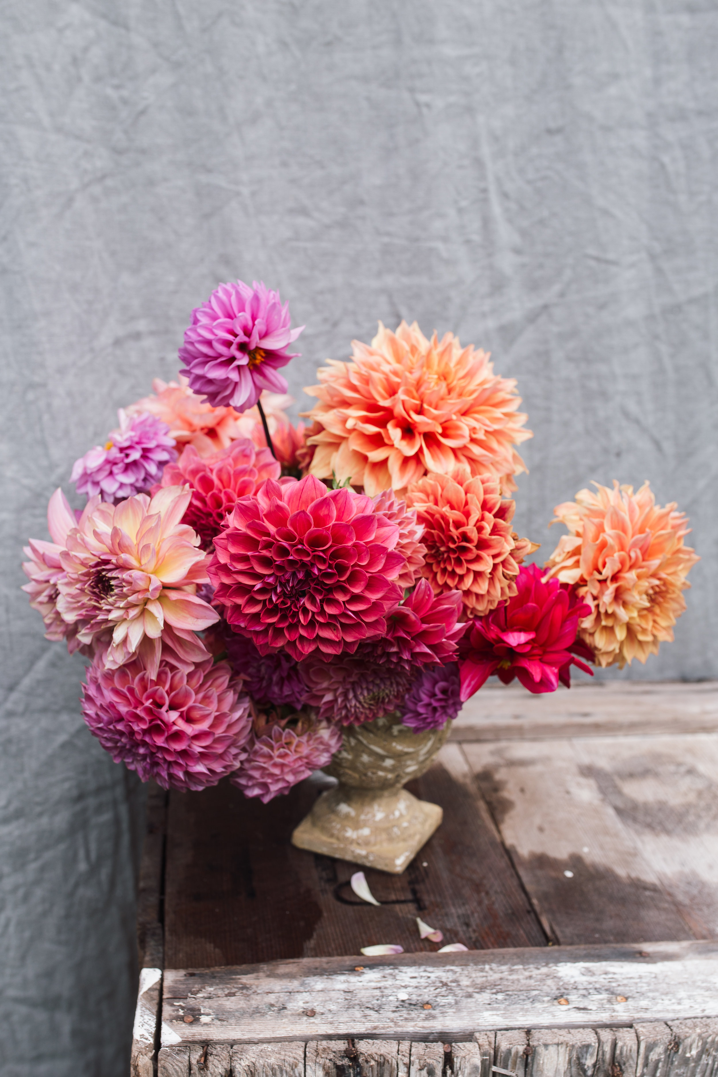 dahlias-1-2.jpg