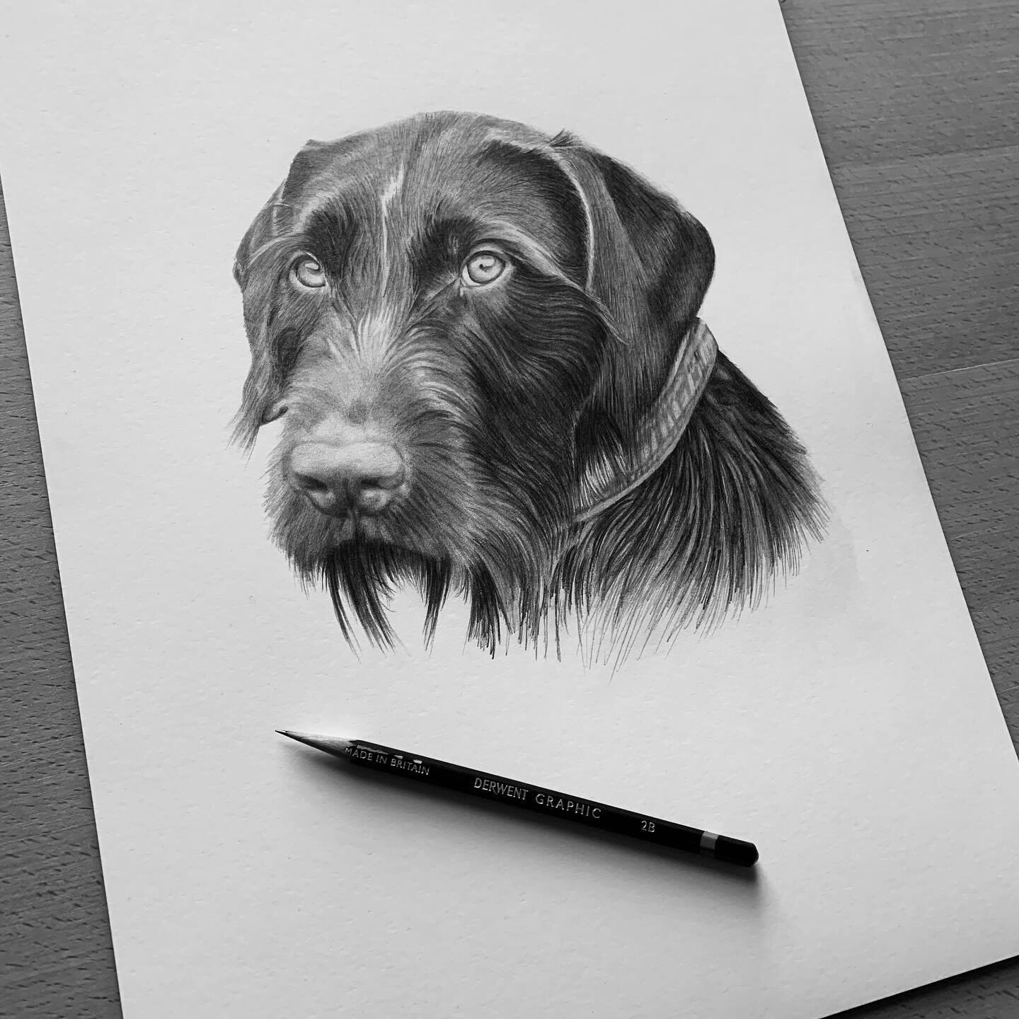 Bracken - German wirehaired pointer 🐕 

Graphite pencil on paper.

2024 commissions are filling up so please get in touch if you&rsquo;d like to order!

#germanwirehairedpointer #dogs #dogportrait #dogportraits #petportrait #petportraits #petportrai