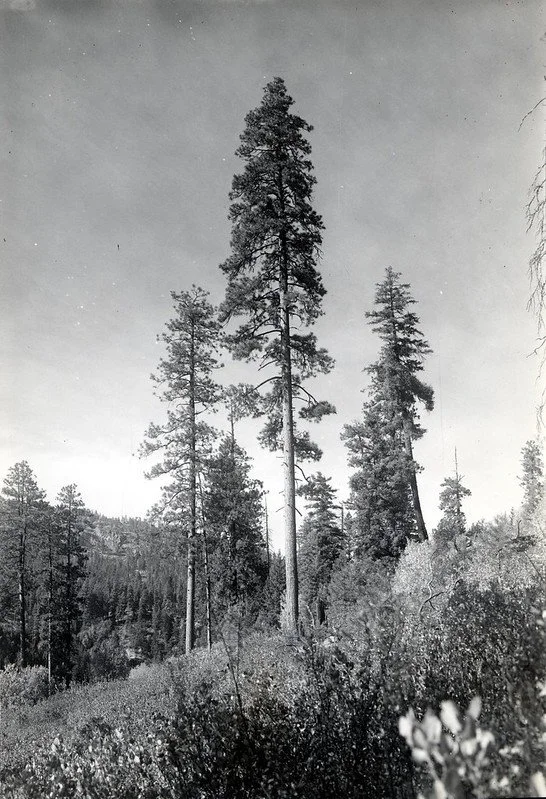 A black and white photograph of three ponderosa pines against a cloudy sky
