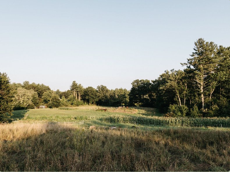Tuckaway Farm Wild Food Walk, October 4th, with meal.