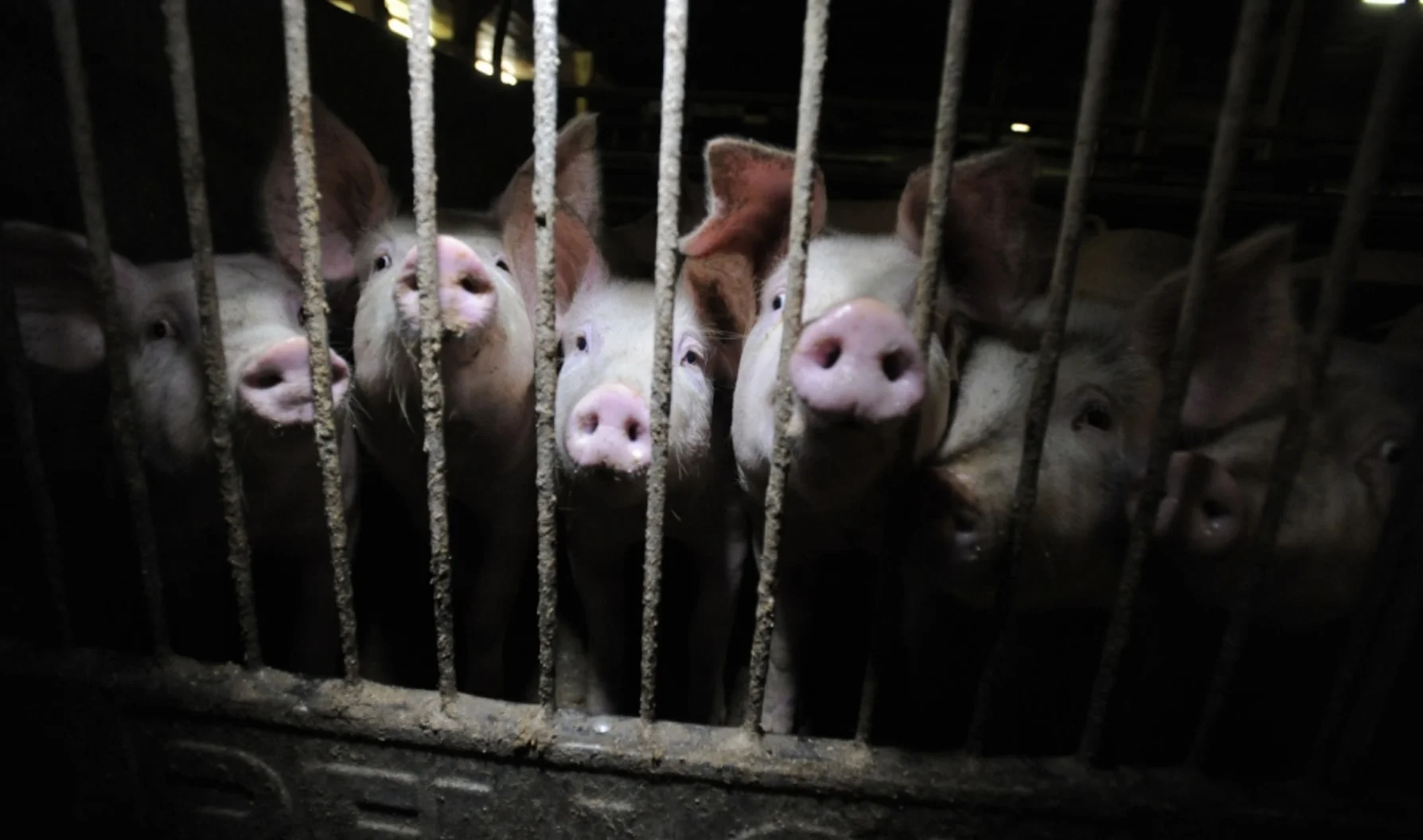 vegan-plantbased-pigs-factoryfarm.jpg