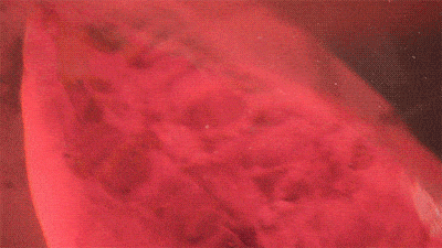 40624c61730305-5a7869dc5c9f5.gif