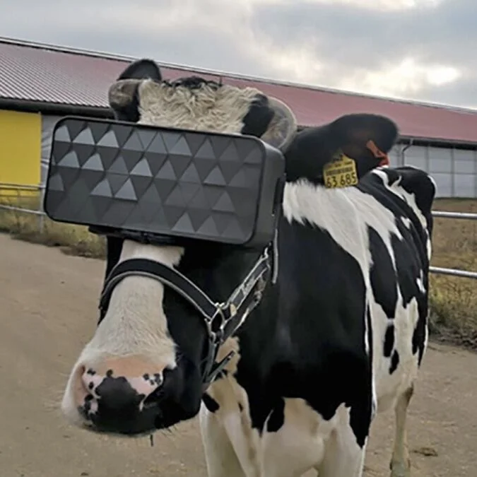 Russian cows use VR to escape grim reality