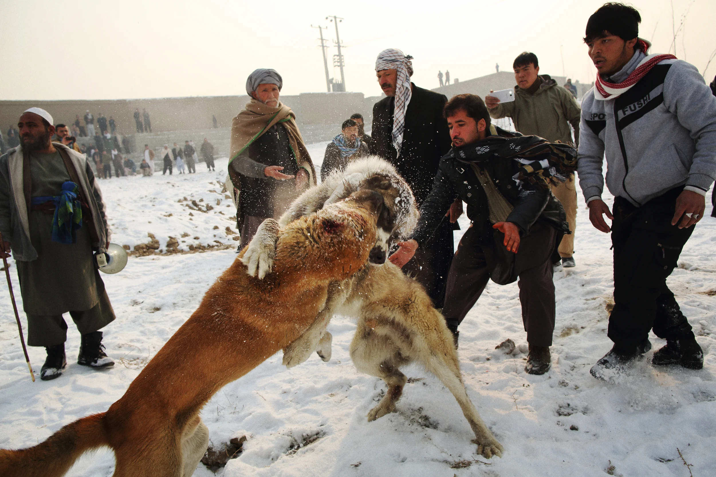  Dogs duel in a private venue for the sport that hosts several matches early on Friday mornings, in winter, in an area in Kabul’s west known as Company. Kabul, December 2013 