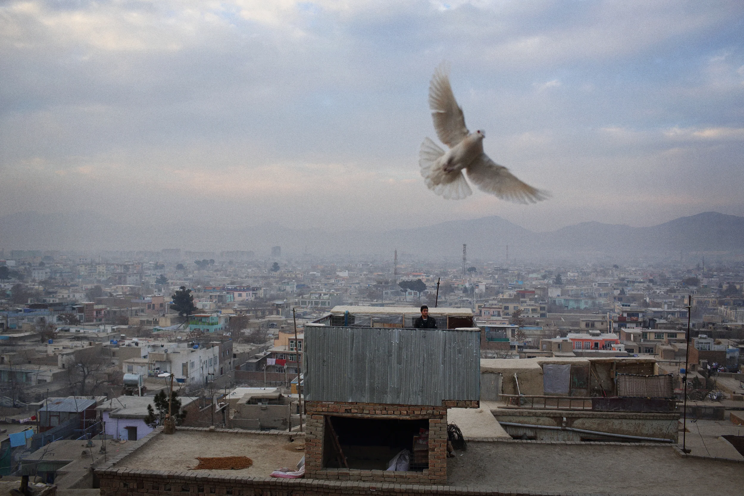  A man flies his flock from a purpose-built pigeon keep above his house, in the popular sport of kafta bazi, play of the pigeons. Kabul, January, 2014. 