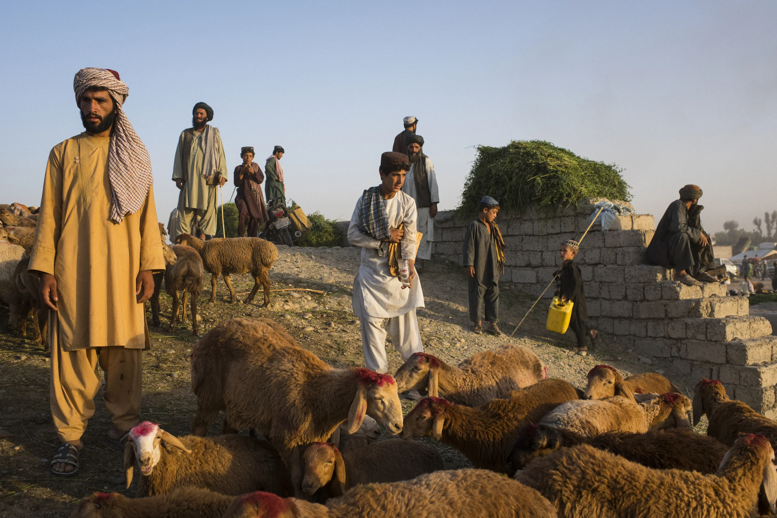  Livestock herders manoeuvre their flocks into the rising sun at the weekly livestock bazaar in Bolan. Helmand Province, July, 2017. 