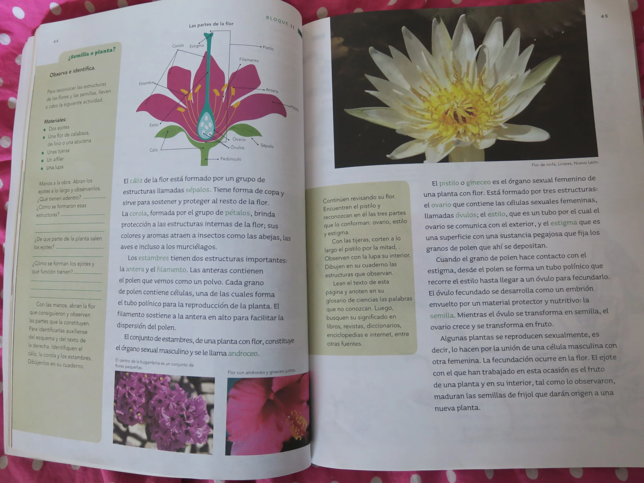 Learning on pollination and pollinators at our elementary schools