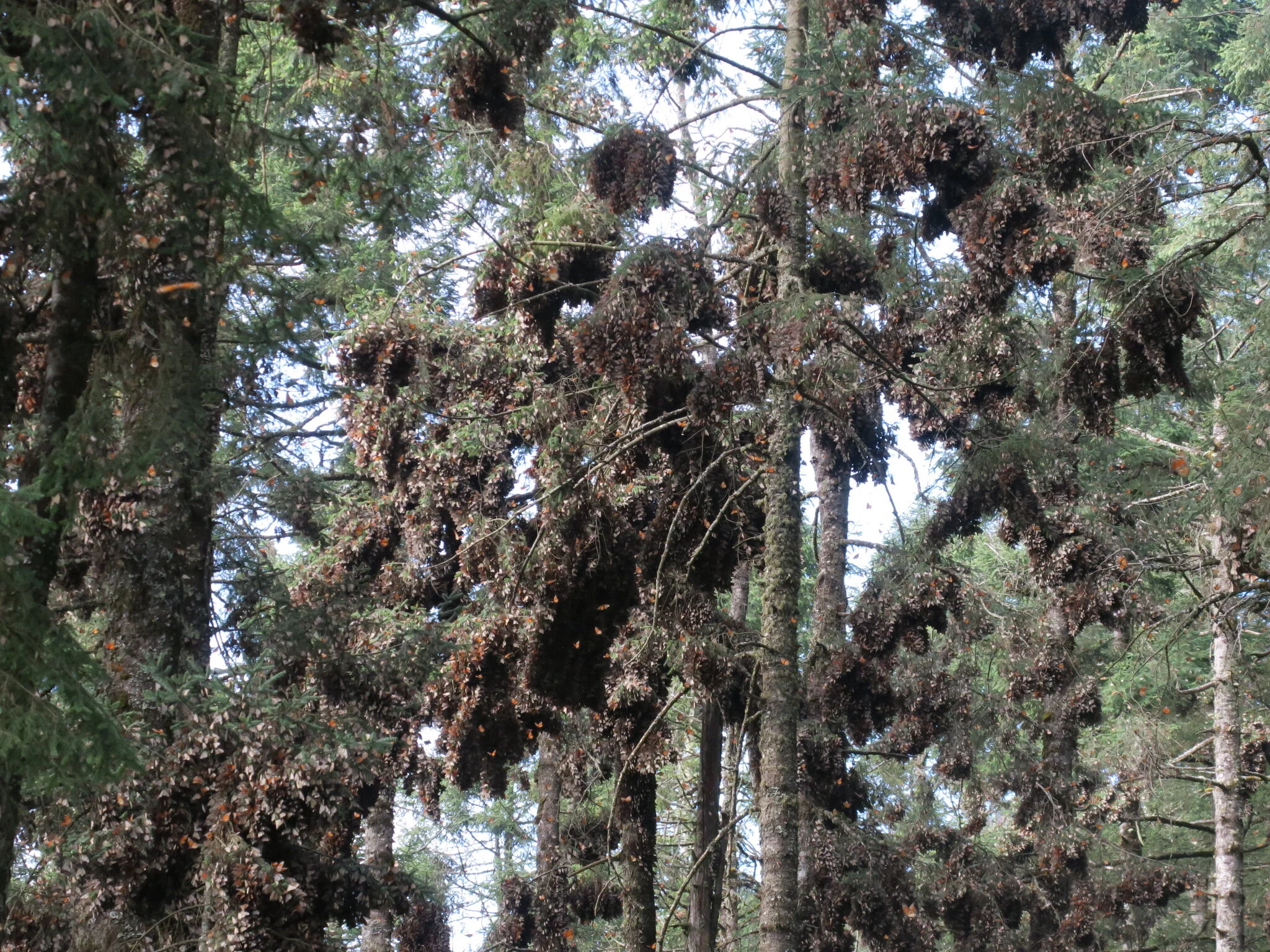      

 
   …her Majesties…  Every start of the season, it takes Monarchs from 3 to 4 weeks to finally form their first wonderful shaped, impressively dense colonies in each of the three Sanctuaries in our region:  “El Rosario”, “Sierra Chincua”, and