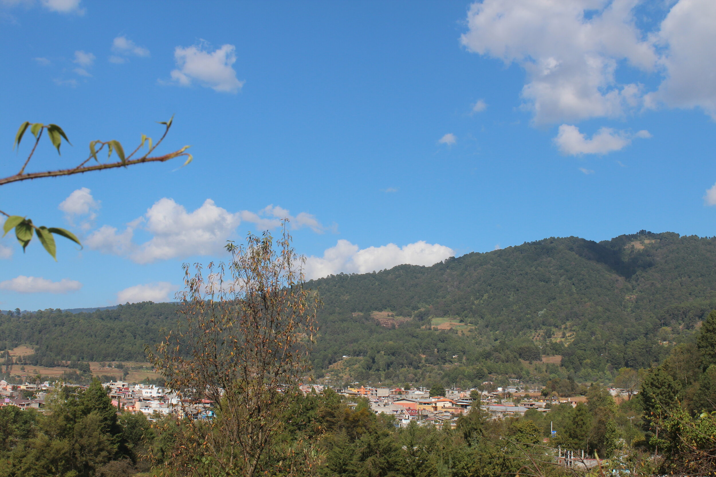 "OUR LOCAL TREES vs AVOCADO TREES"