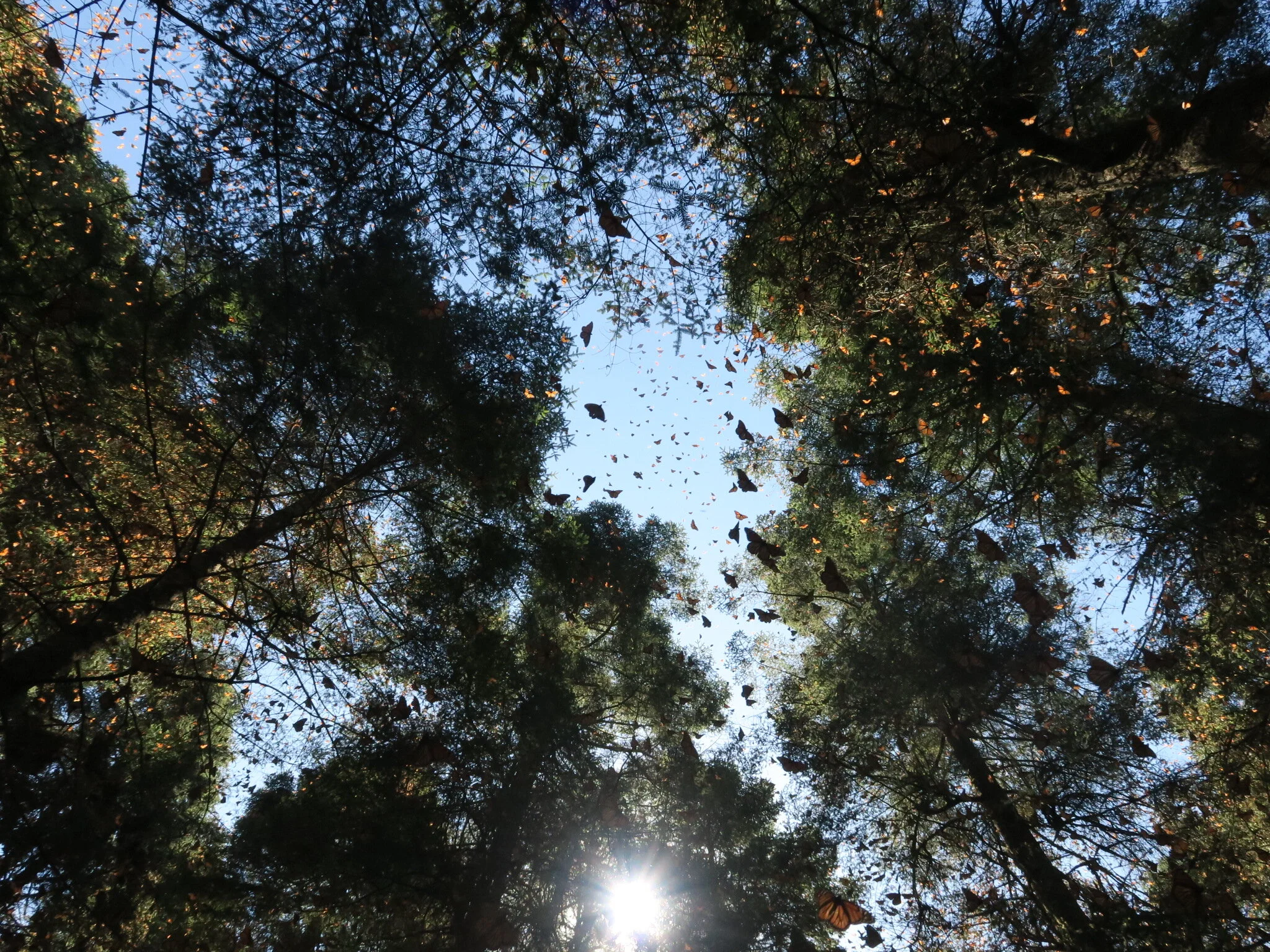 OUR OYAMEL FORESTS, A VITAL COMMUNITY COMMITMENT