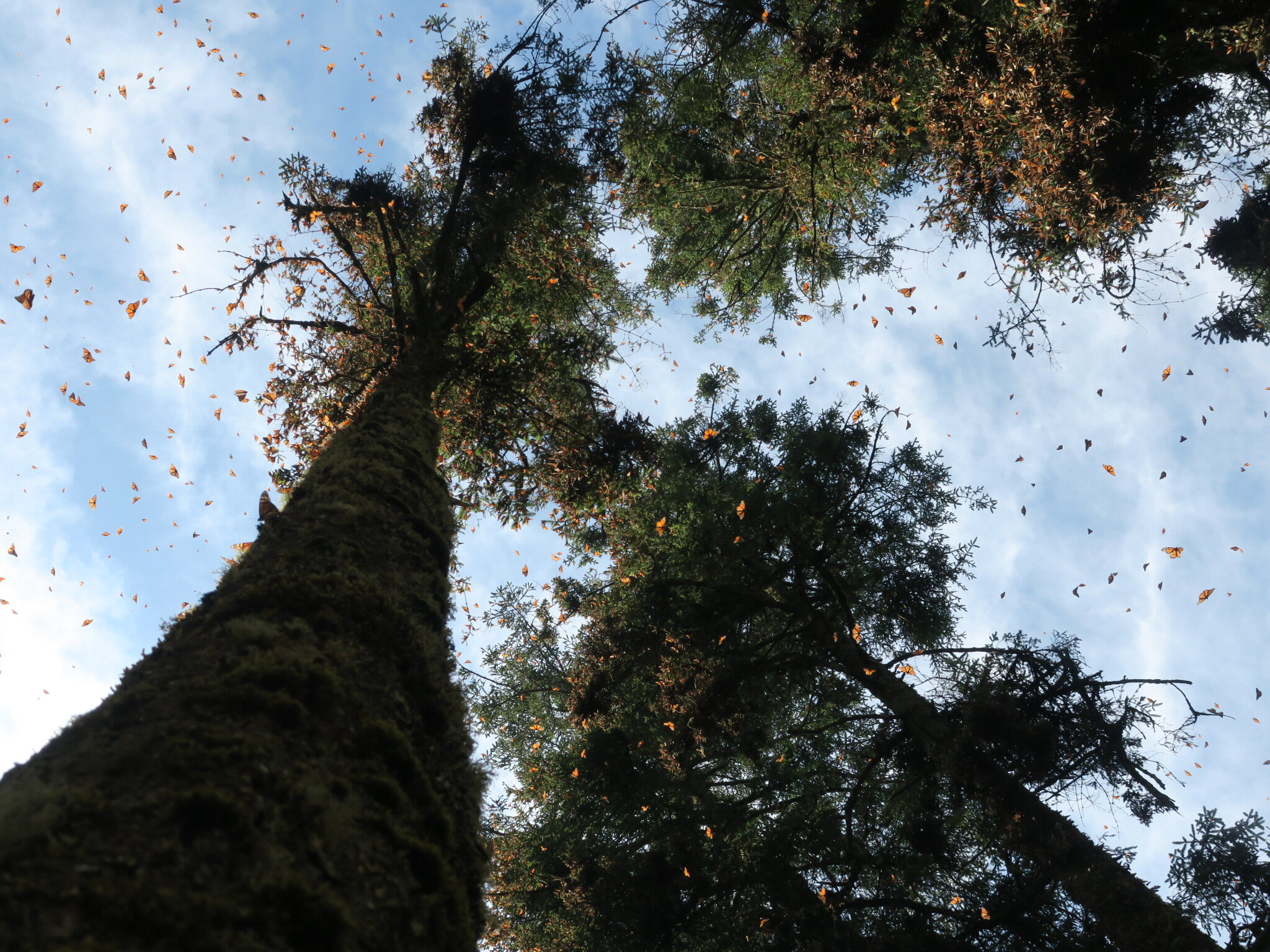 Perennial and Seasonal trees at Monarchs' Overwintering Region