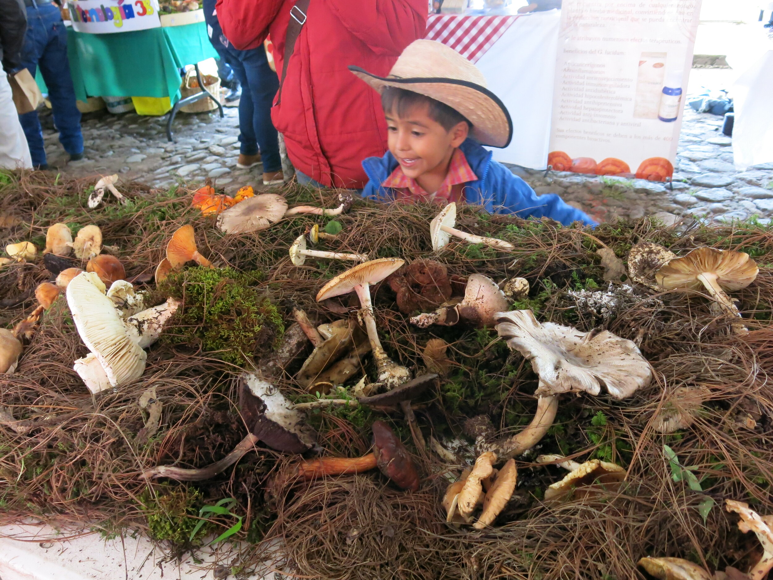 Mushrooms, extremely important for our forests!