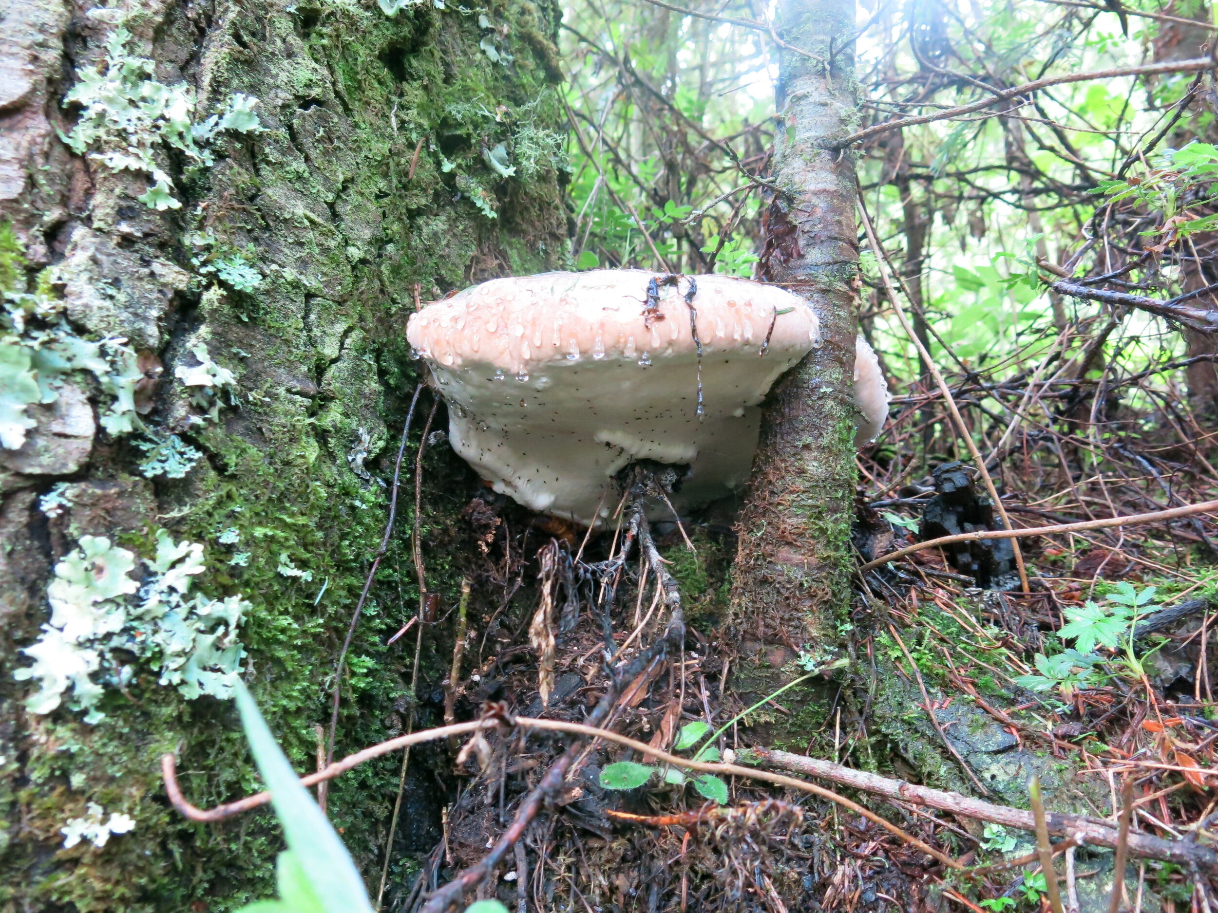 Some mushrooms can damage trees!