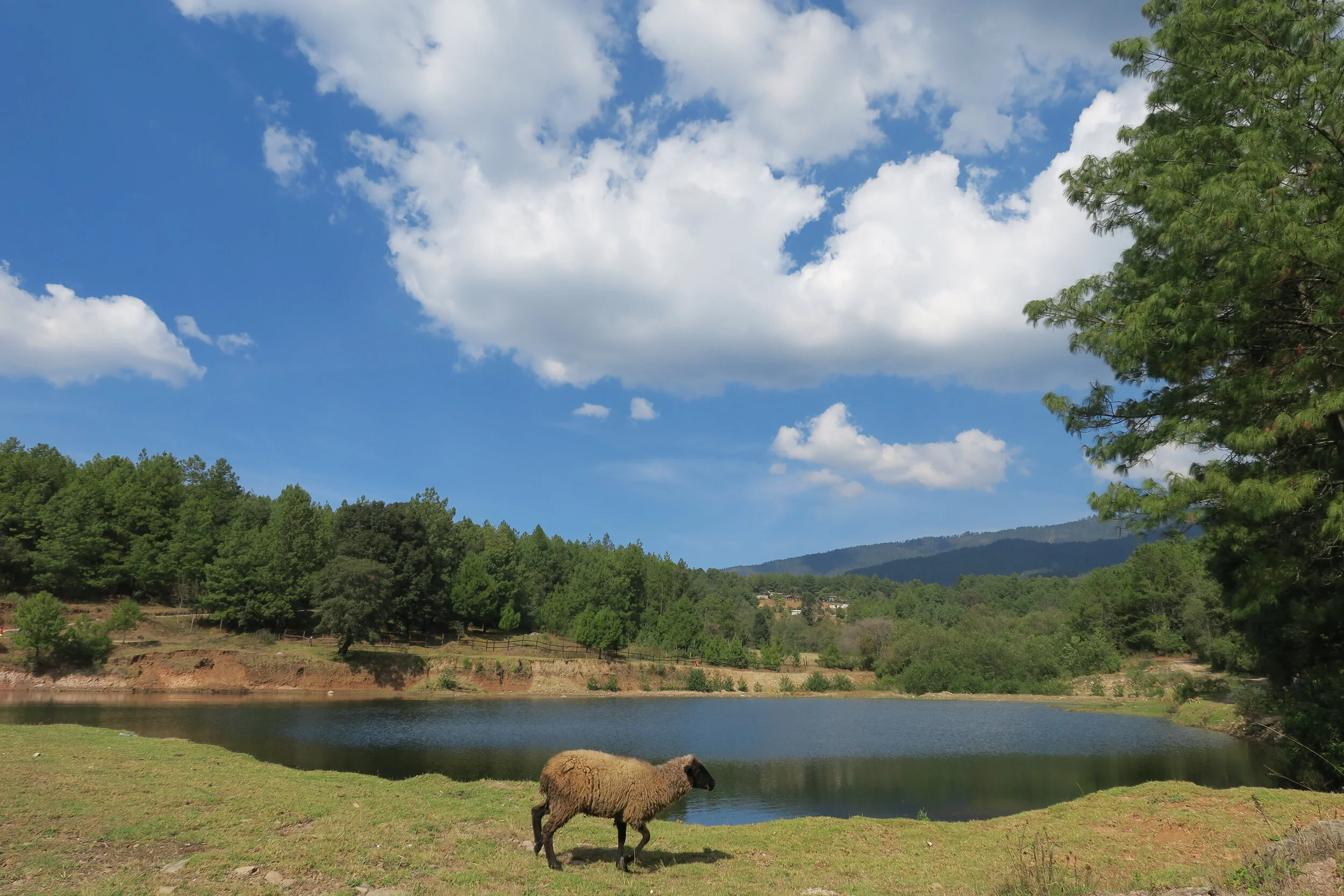 DO FORESTS PRODUCE THE RAIN?