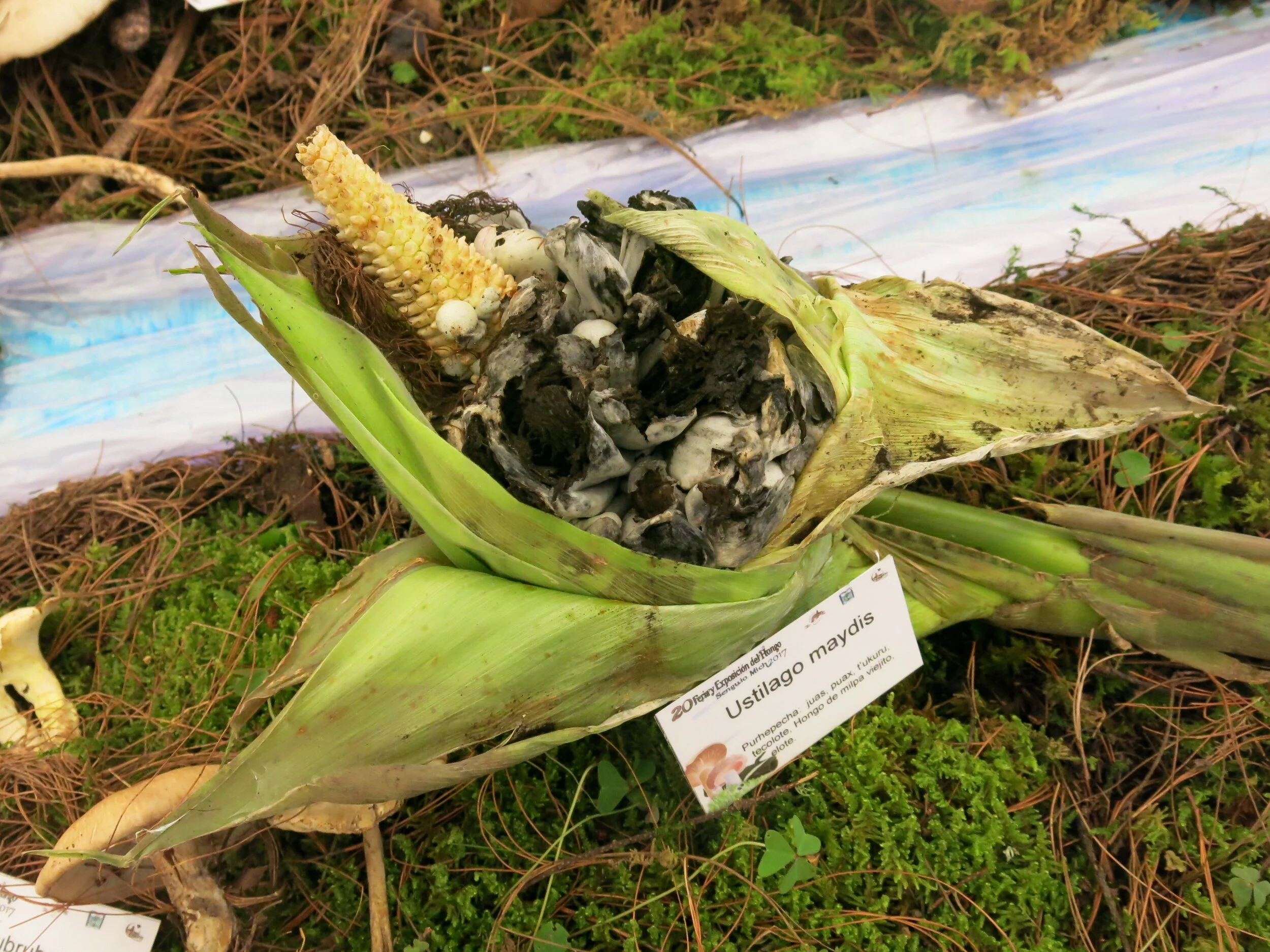 Huitlacoche.JPG