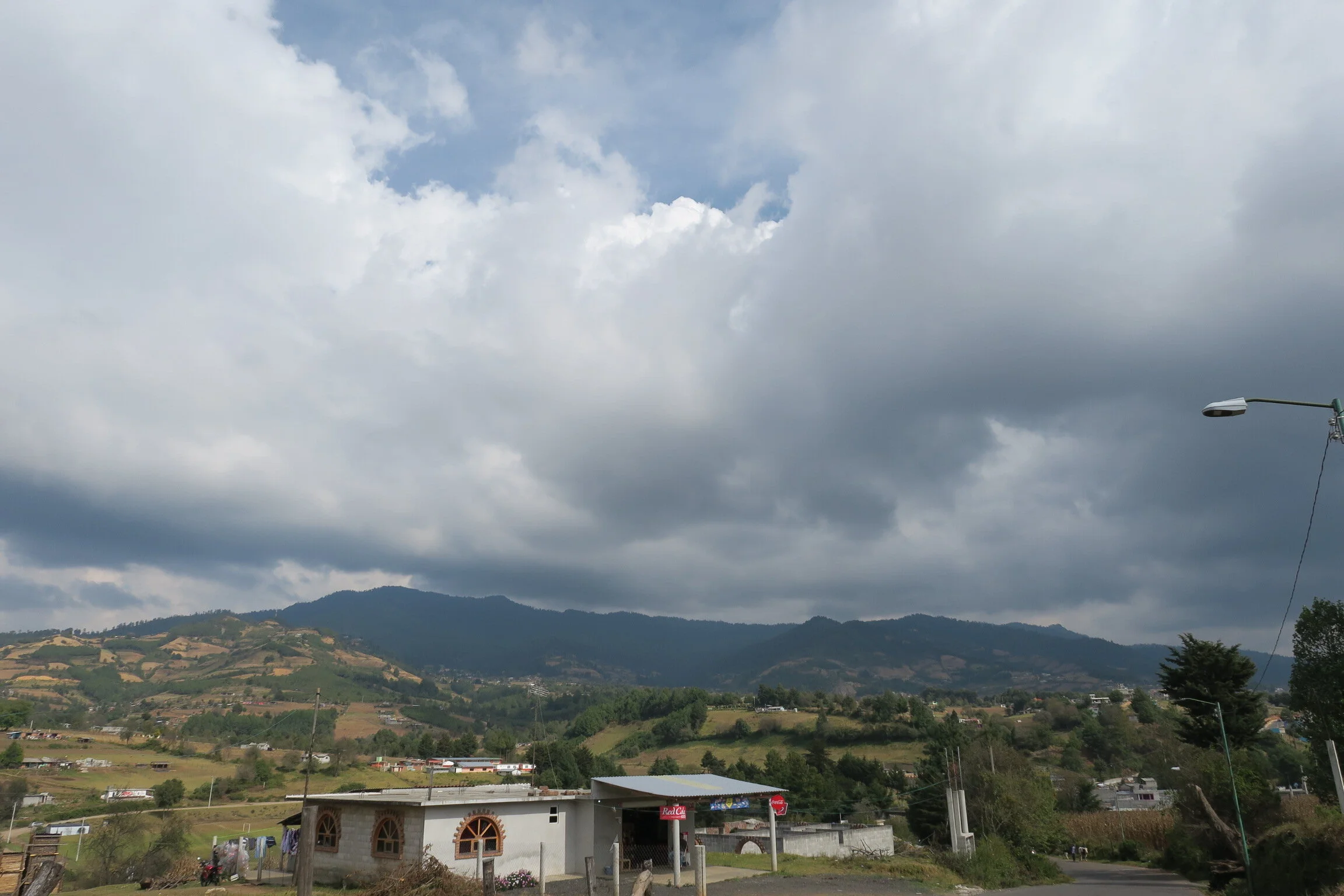 Trees contribute to soil and canopy restoration