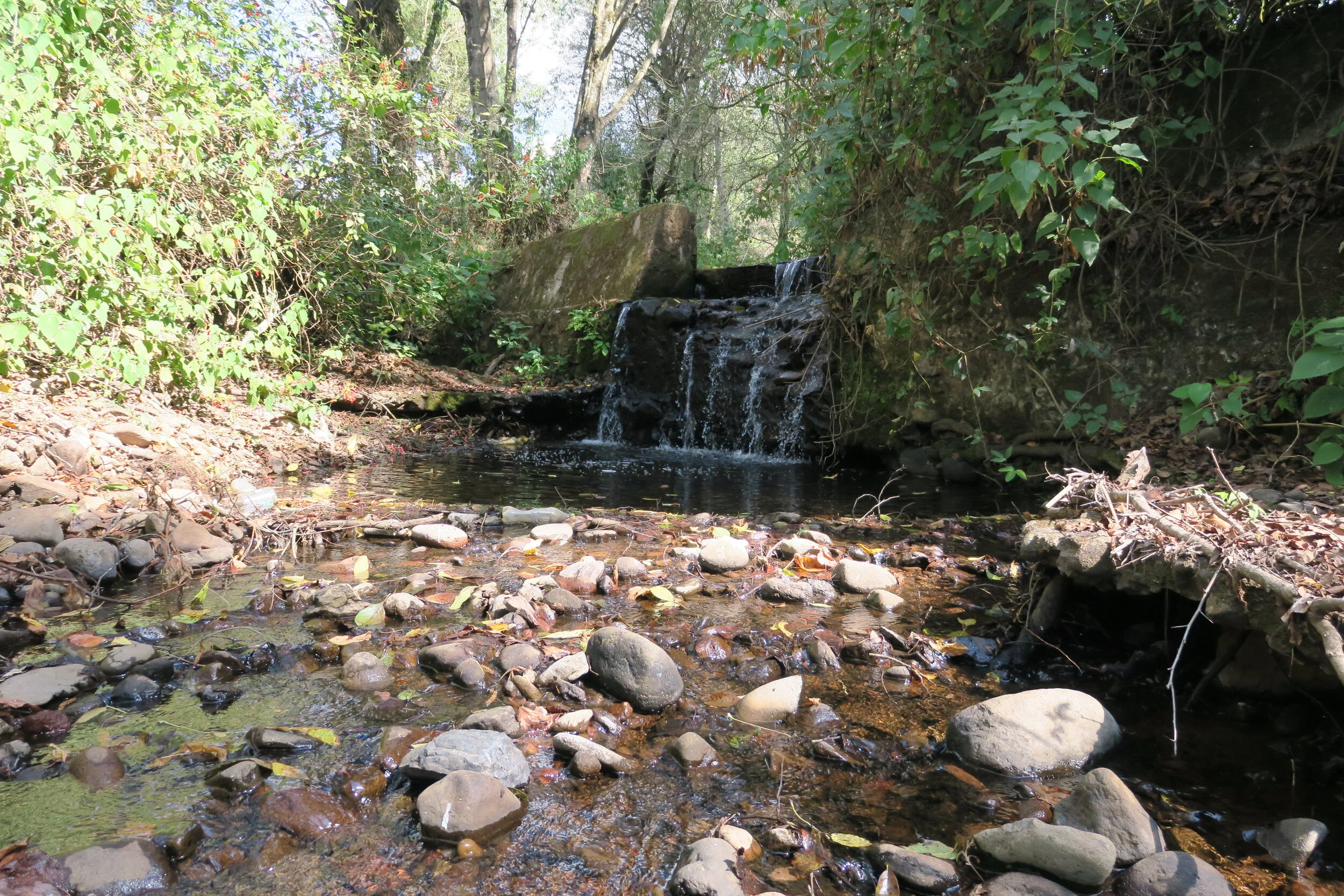 Local rivers tell of our forests
