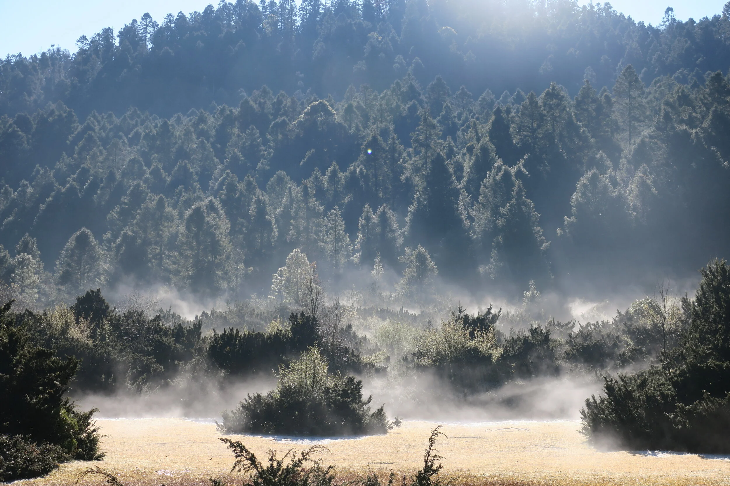 Winter at Monarchs' Sanctuaries