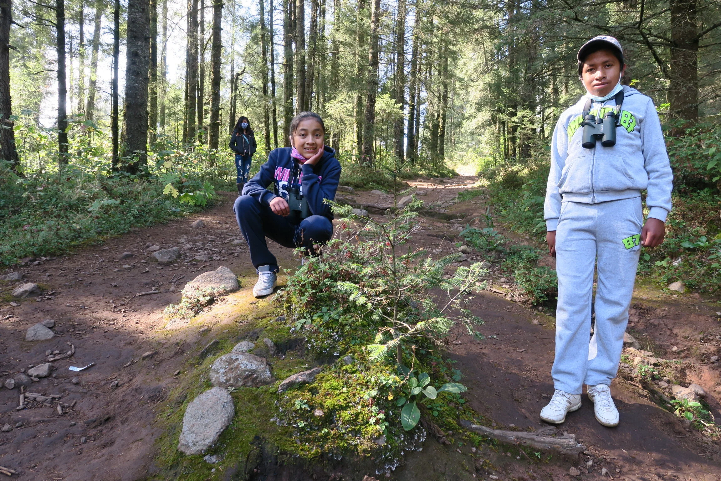 Oyamel trees grow under special conditions