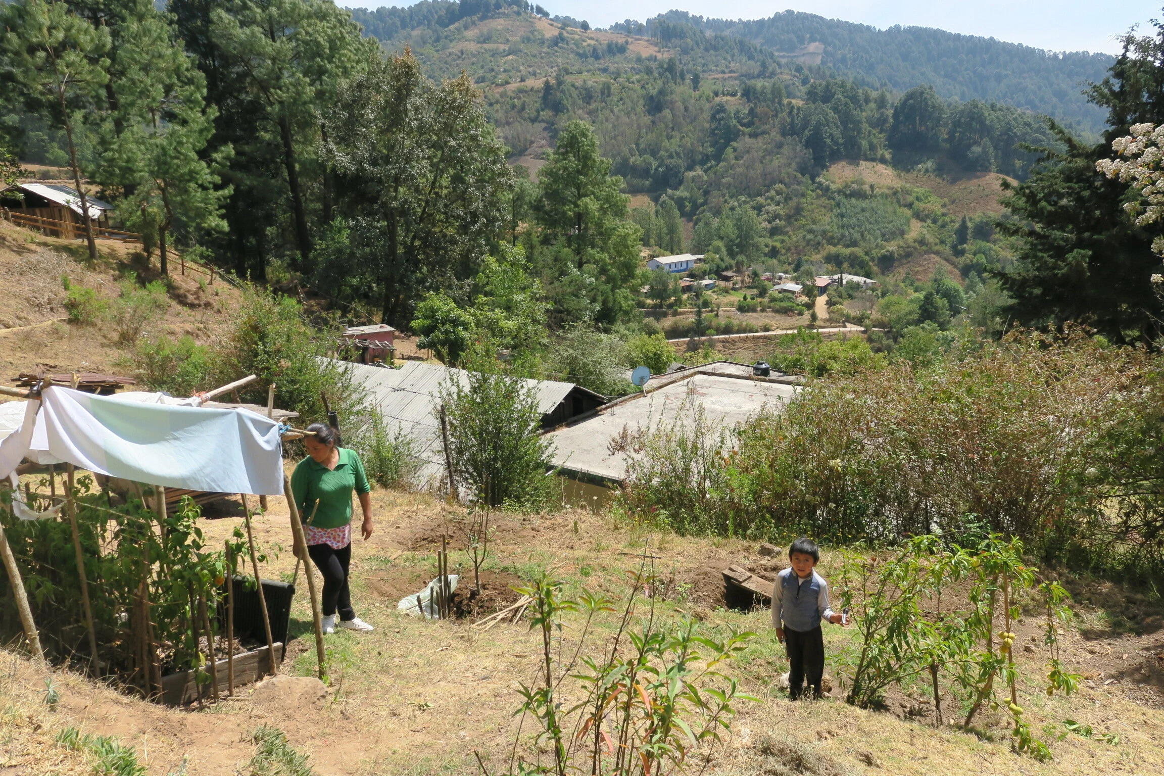 Trees contribute to a sustainable living