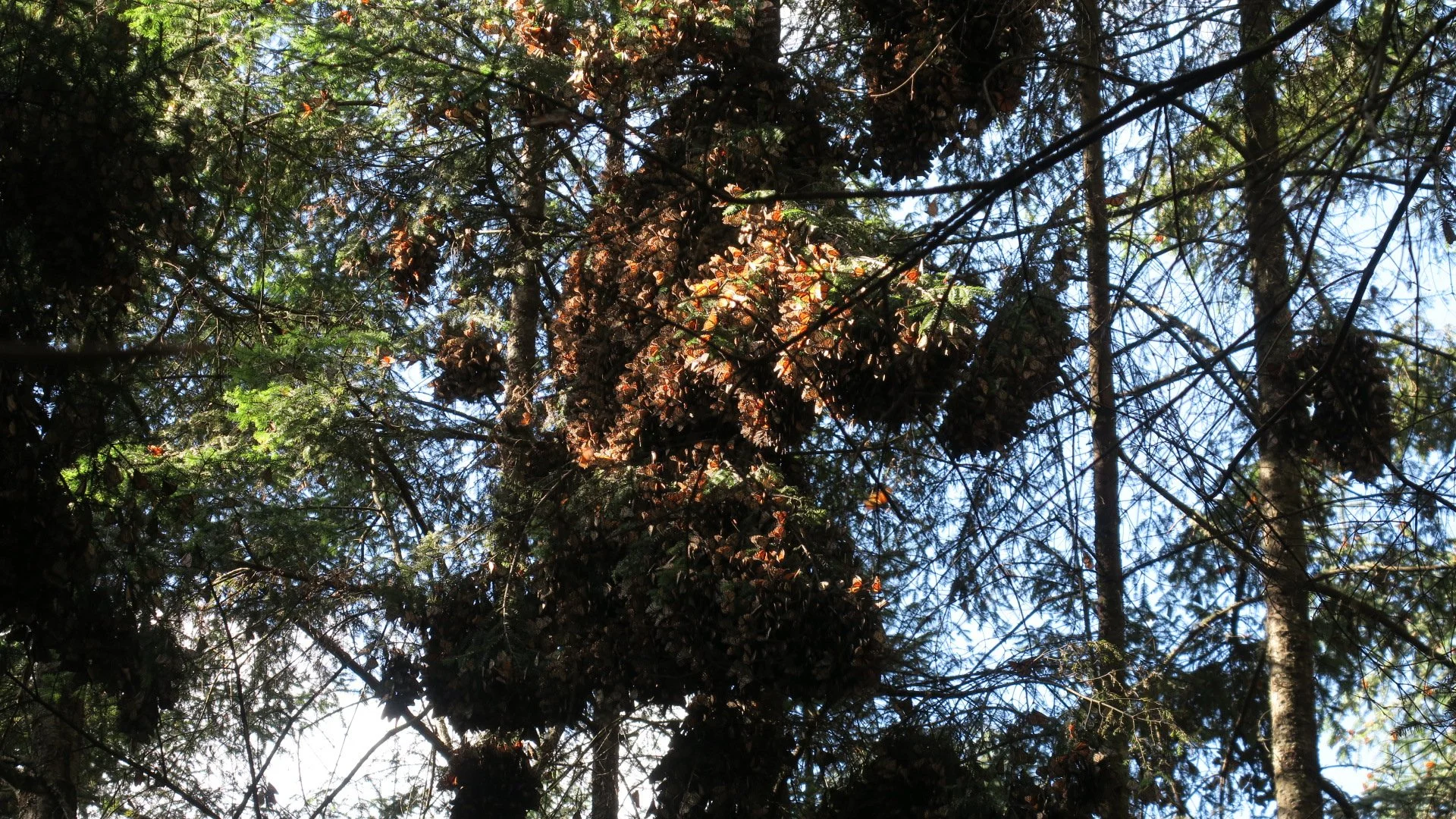 Monarch Butterflies "The Daughters of the Sun"