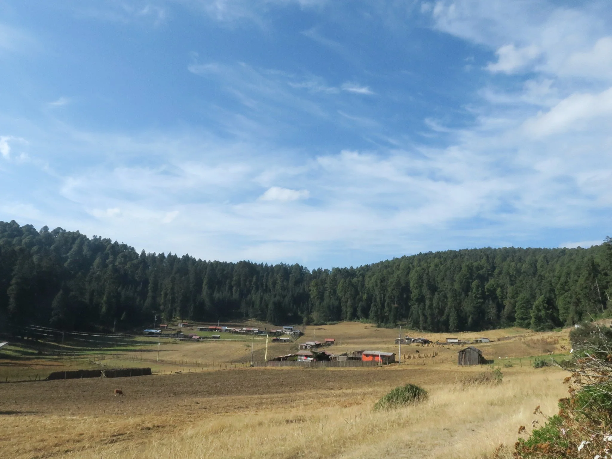Large Forest Spots with no Monarchs Hibernating there