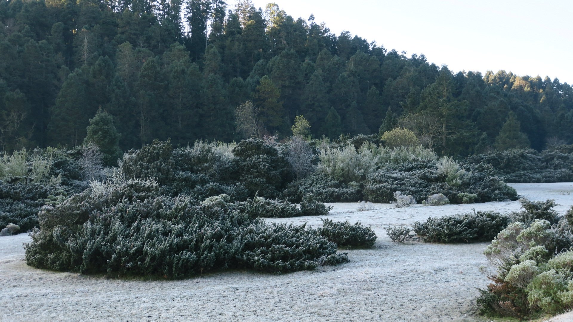 Winter time for Monarchs at the Reserve