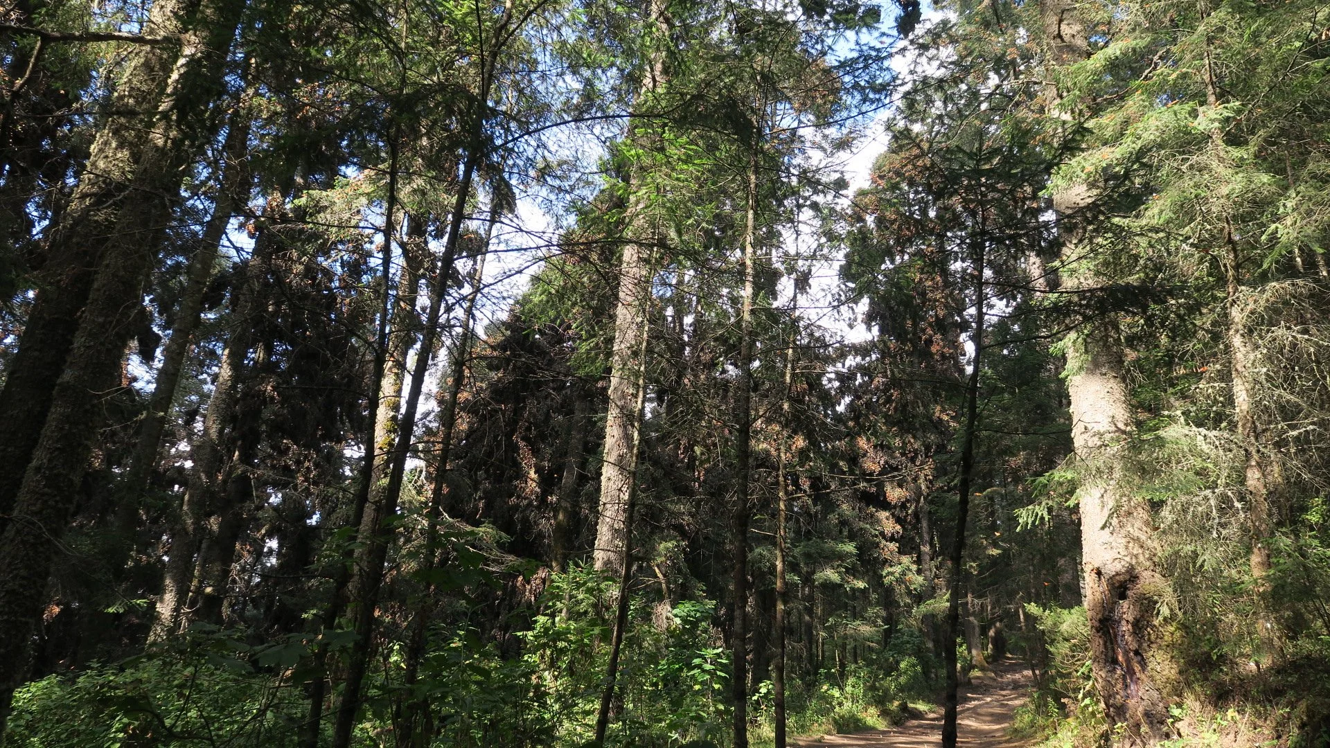 Forests are Earth's Green Gold