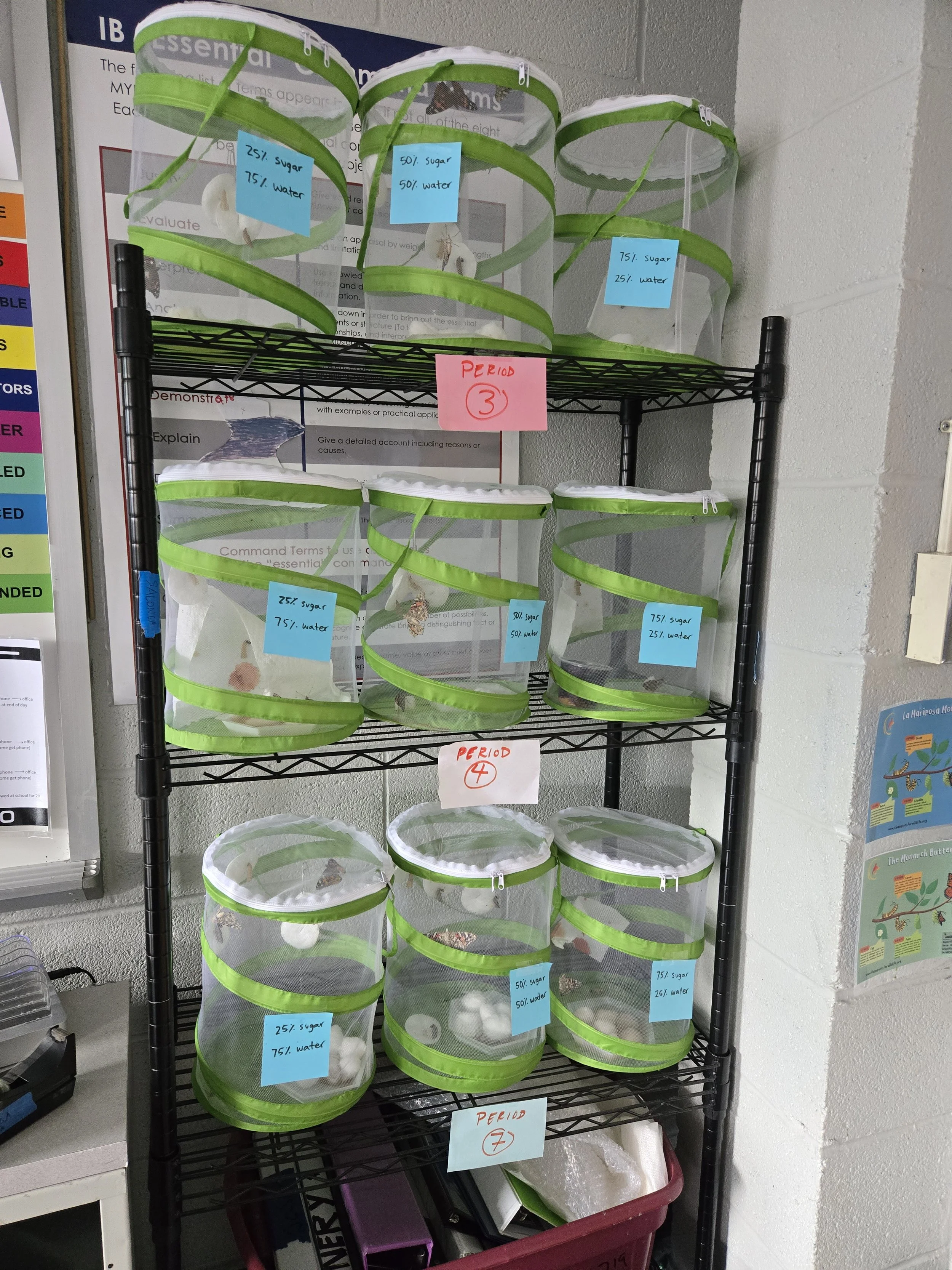 Butterfly Experiments.jpg