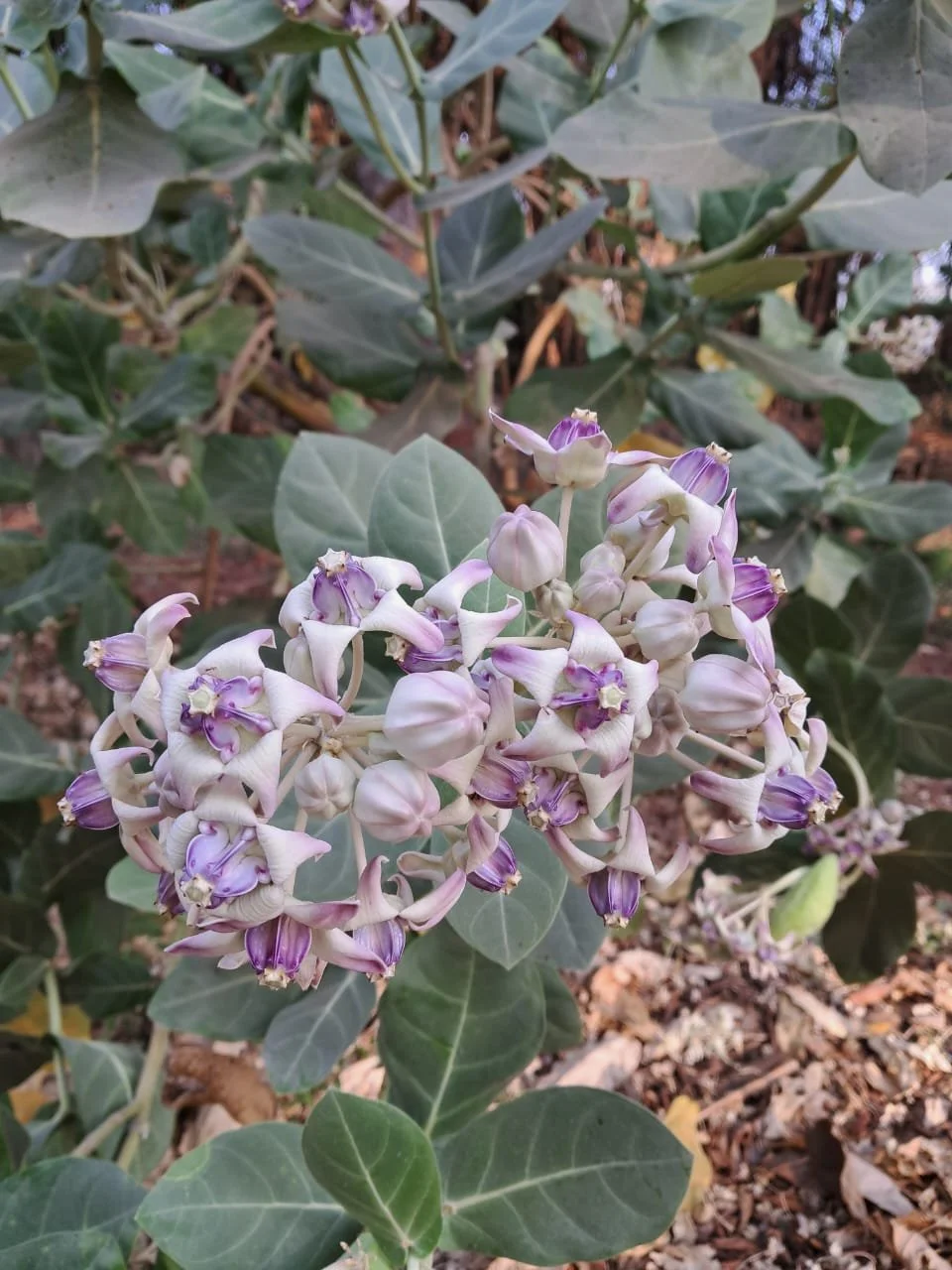 IMG-20240325-WA0000 (1).jpg