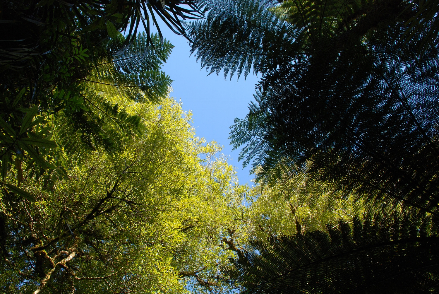 forest
