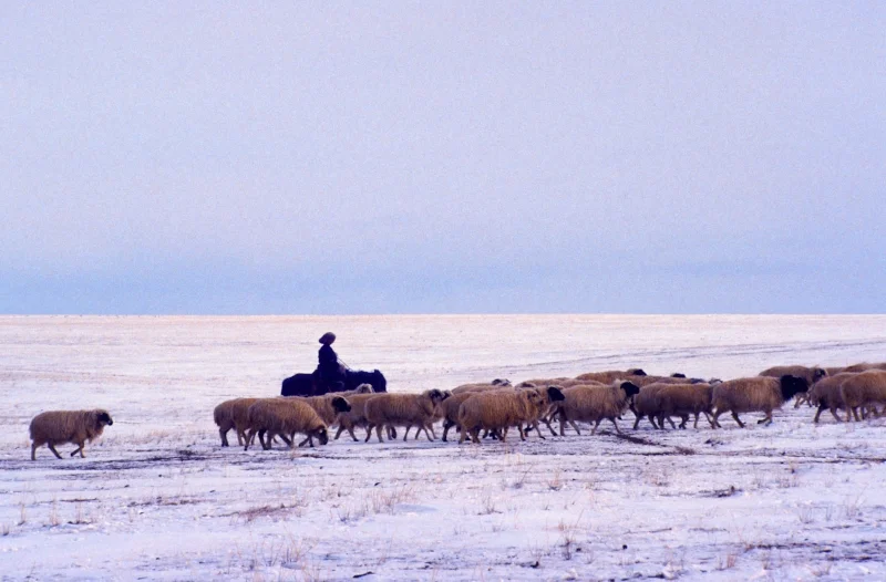 Young shepherd, Gobi Altai, Mongolia, 1992