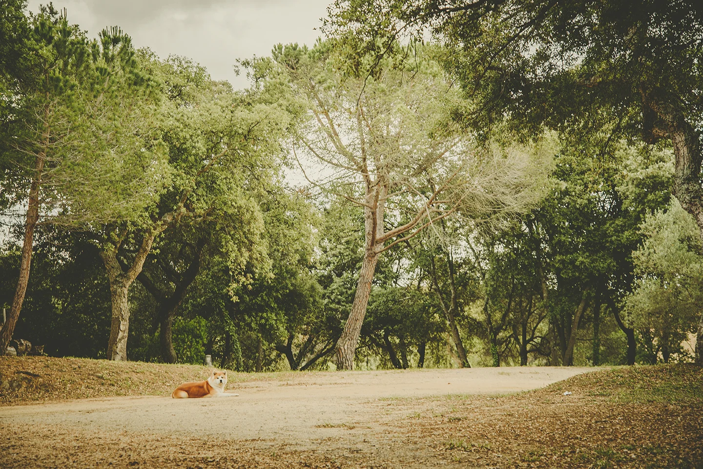 Boda-rural-en-girona (48).jpg