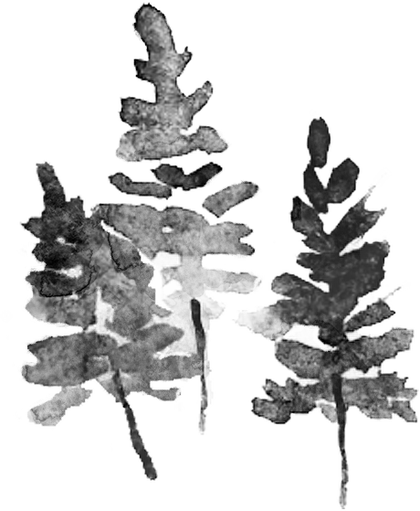 Pines.png